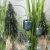 Choinka-w-jucie-srebrny-brokat-H36-DEcodomi-Kod-producenta-134057.png